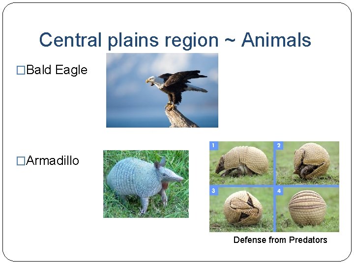 Central plains region ~ Animals �Bald Eagle �Armadillo Defense from Predators 