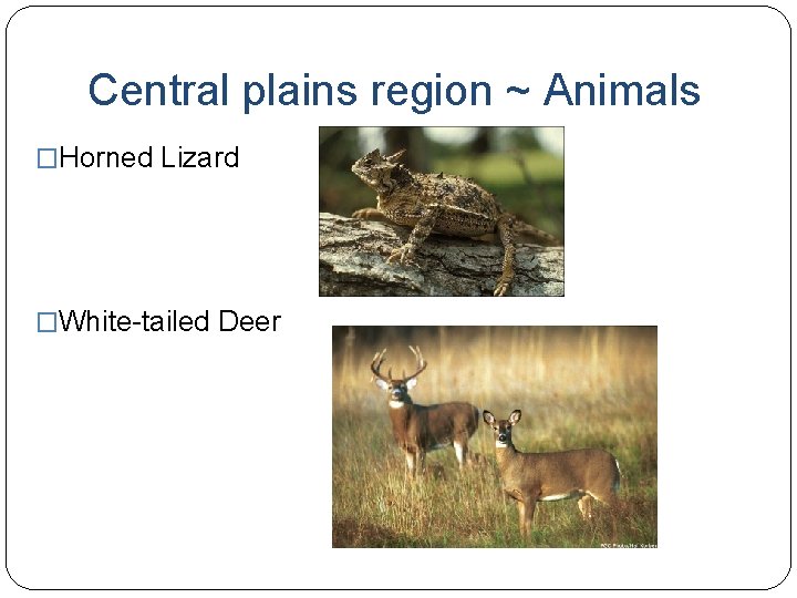 Central plains region ~ Animals �Horned Lizard �White-tailed Deer 