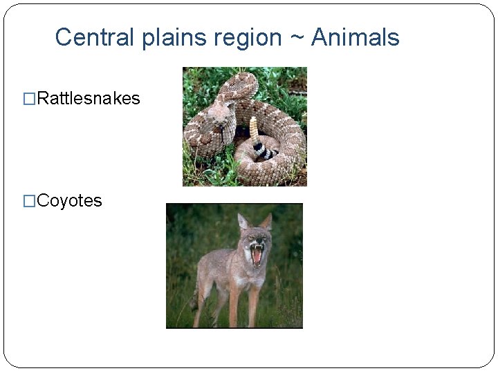 Central plains region ~ Animals �Rattlesnakes �Coyotes 
