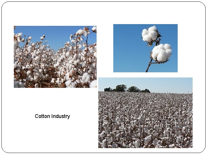 Cotton Industry 
