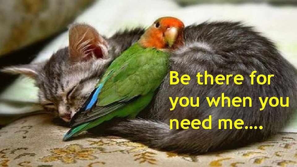 Be there for you when you need me…. 