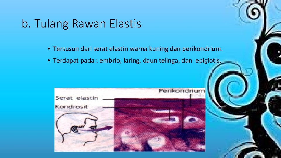 b. Tulang Rawan Elastis • Tersusun dari serat elastin warna kuning dan perikondrium. •