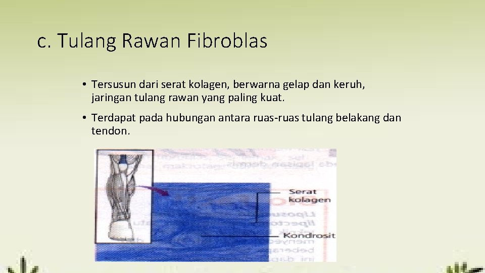 c. Tulang Rawan Fibroblas • Tersusun dari serat kolagen, berwarna gelap dan keruh, jaringan