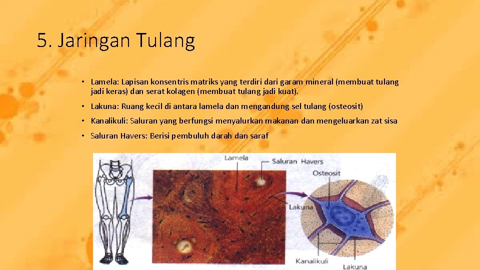 5. Jaringan Tulang • Lamela: Lapisan konsentris matriks yang terdiri dari garam mineral (membuat