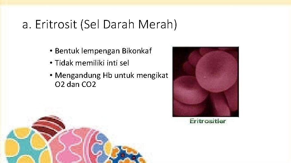 a. Eritrosit (Sel Darah Merah) • Bentuk lempengan Bikonkaf • Tidak memiliki inti sel