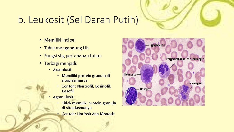 b. Leukosit (Sel Darah Putih) • Memiliki inti sel • Tidak mengandung Hb •