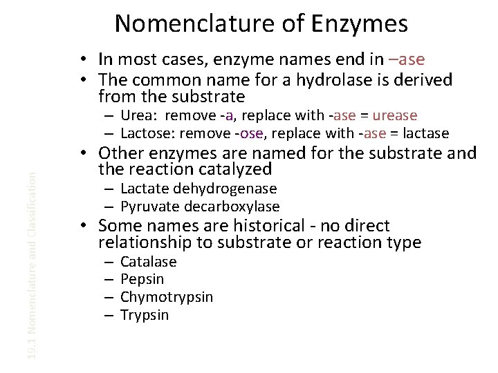 Nomenclature of Enzymes • In most cases, enzyme names end in –ase • The