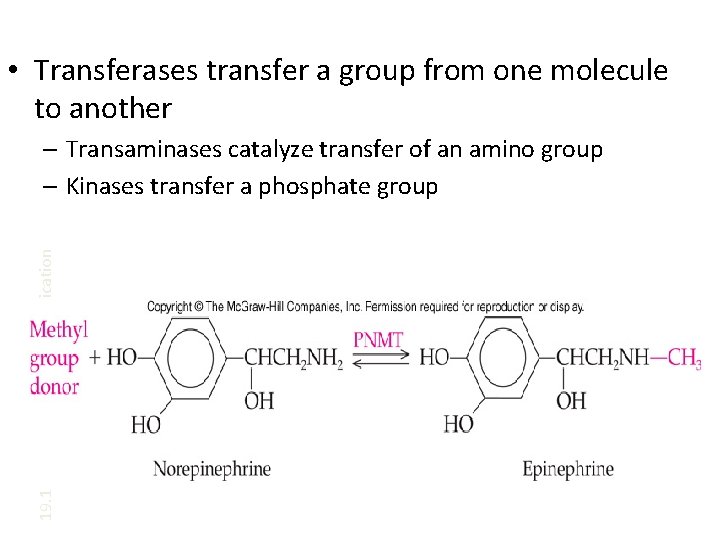  • Transferases transfer a group from one molecule to another 19. 1 Nomenclature