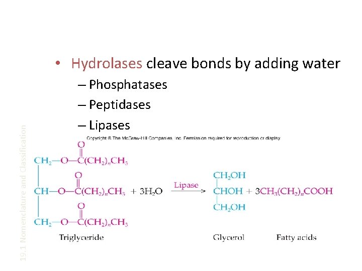 19. 1 Nomenclature and Classification • Hydrolases cleave bonds by adding water – Phosphatases