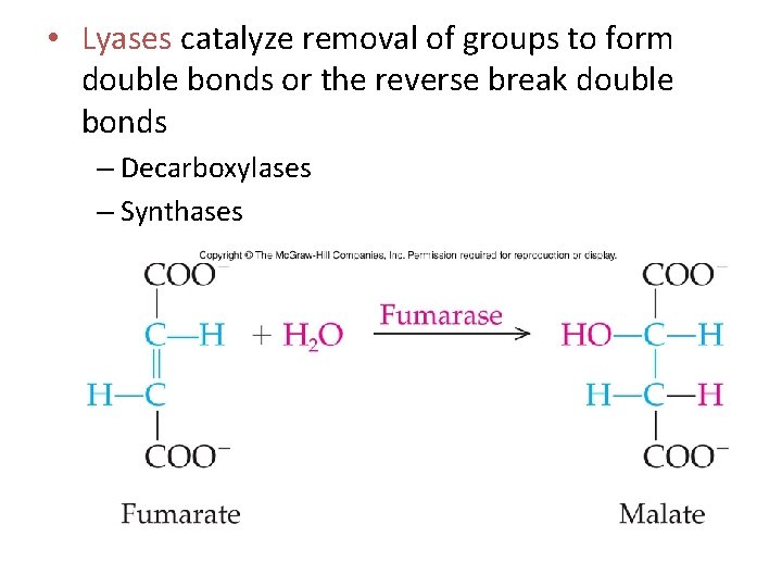  • Lyases catalyze removal of groups to form double bonds or the reverse