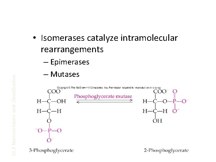 19. 1 Nomenclature and Classification • Isomerases catalyze intramolecular rearrangements – Epimerases – Mutases