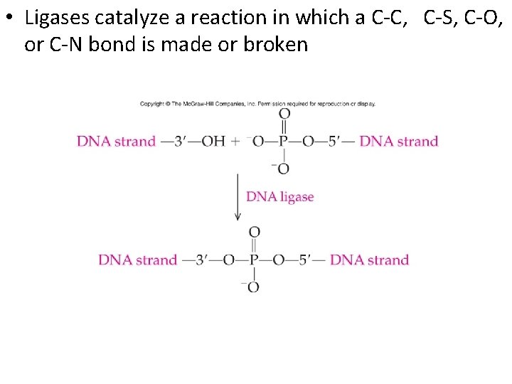  • Ligases catalyze a reaction in which a C-C, C-S, C-O, or C-N