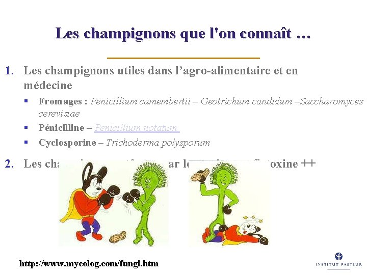 Les champignons que l'on connaît … 1. Les champignons utiles dans l’agro-alimentaire et en