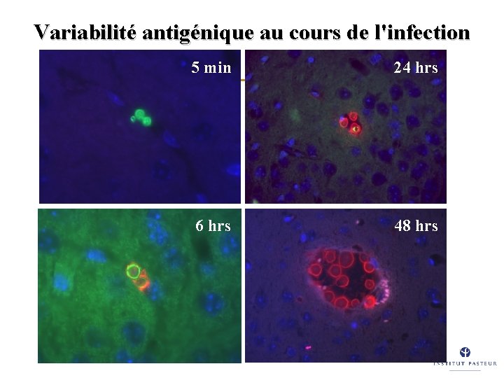 Variabilité antigénique au cours de l'infection 5 min 24 hrs 6 hrs 48 hrs