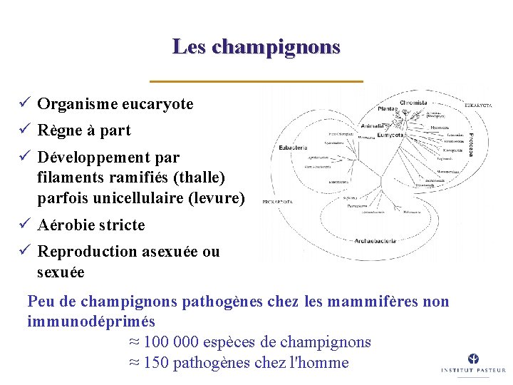Les champignons ü Organisme eucaryote ü Règne à part ü Développement par filaments ramifiés