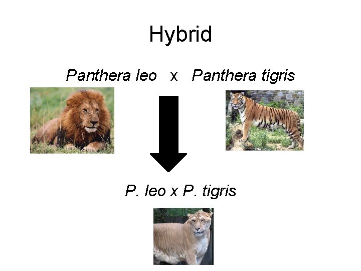 Hybrid Panthera leo x Panthera tigris P. leo x P. tigris 