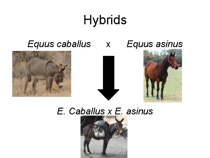 Hybrids Equus caballus x Equus asinus E. Caballus x E. asinus 