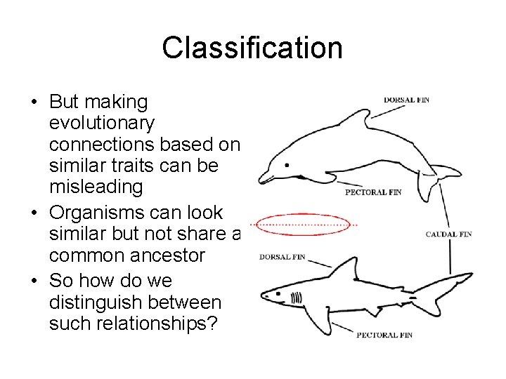 Classification • But making evolutionary connections based on similar traits can be misleading •