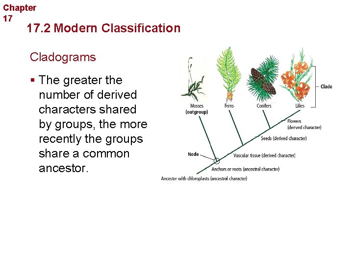 Chapter 17 Organizing Life’s Diversity 17. 2 Modern Classification Cladograms § The greater the