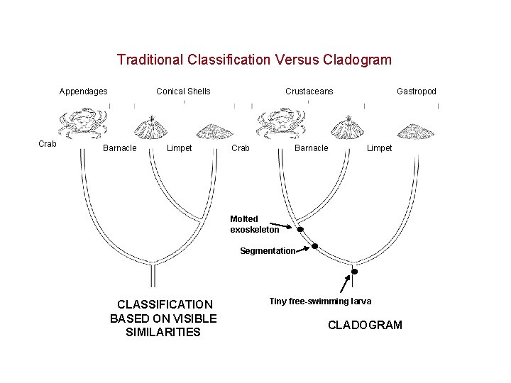 Section 18 -2 Traditional Classification Versus Cladogram Appendages Crab Conical Shells Barnacle Limpet Crustaceans