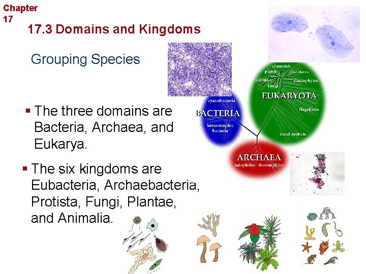 Chapter 17 Organizing Life’s Diversity 17. 3 Domains and Kingdoms Grouping Species § The