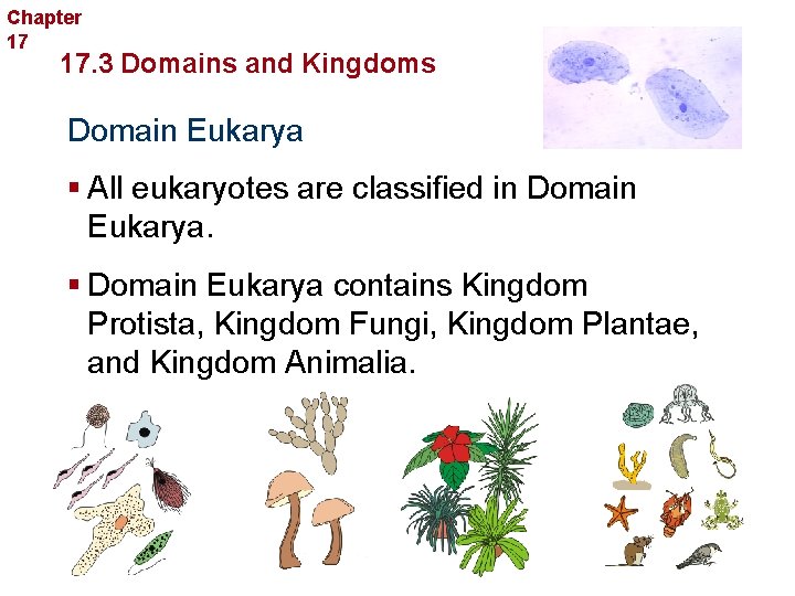 Chapter 17 Organizing Life’s Diversity 17. 3 Domains and Kingdoms Domain Eukarya § All