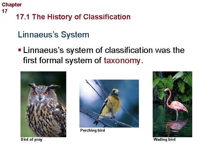 Chapter 17 Organizing Life’s Diversity 17. 1 The History of Classification Linnaeus’s System §