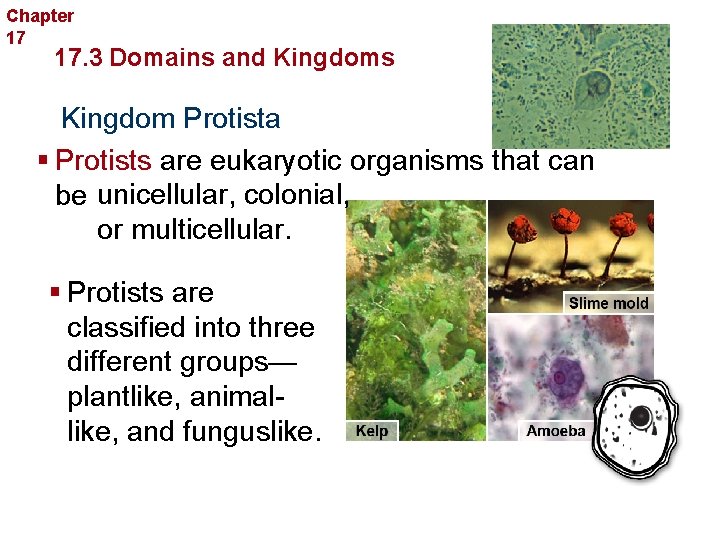 Chapter 17 Organizing Life’s Diversity 17. 3 Domains and Kingdoms Kingdom Protista § Protists