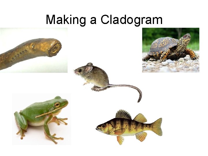 Making a Cladogram 