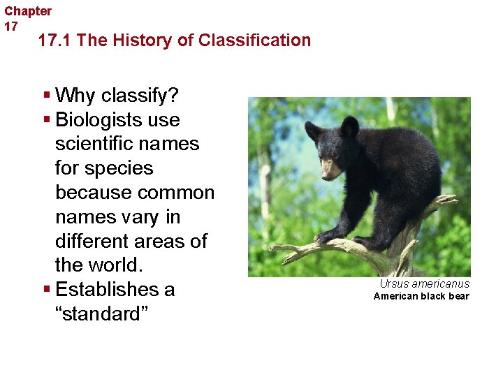 Chapter 17 Organizing Life’s Diversity 17. 1 The History of Classification § Why classify?