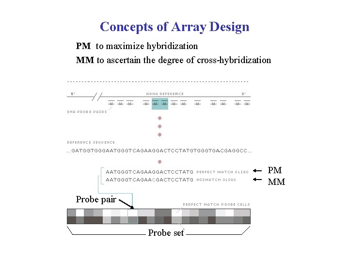 Concepts of Array Design PM to maximize hybridization MM to ascertain the degree of