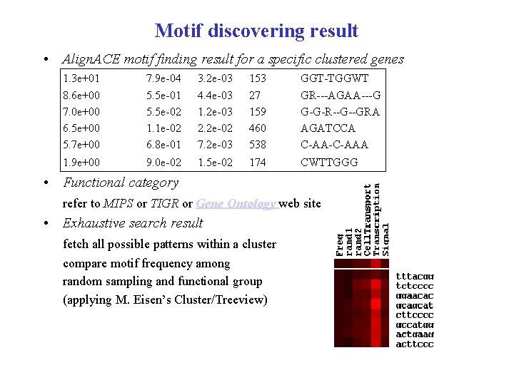 Motif discovering result • Align. ACE motif finding result for a specific clustered genes