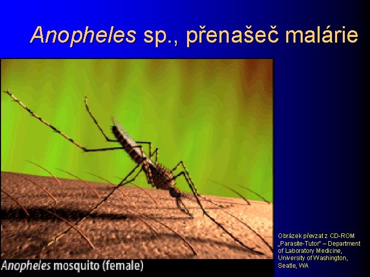 Anopheles sp. , přenašeč malárie Obrázek převzat z CD-ROM „Parasite-Tutor“ – Department of Laboratory