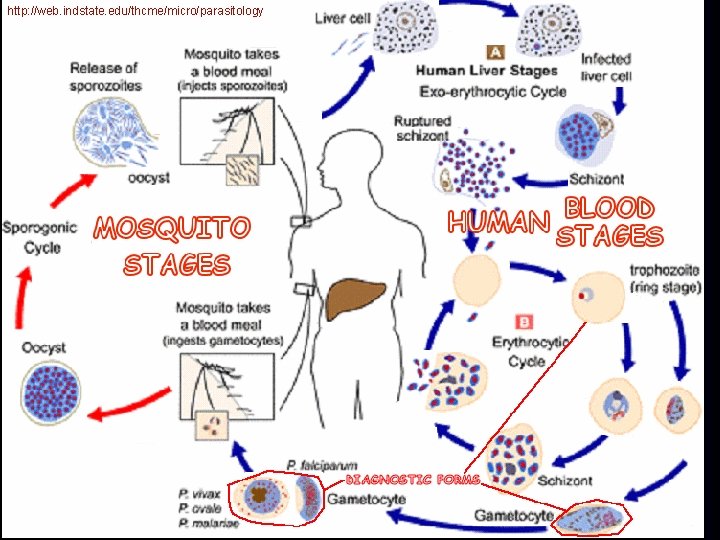 http: //web. indstate. edu/thcme/micro/parasitology 