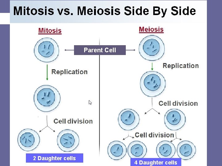 Meiosis Parent Cell 2 Daughter cells 4 Daughter cells 