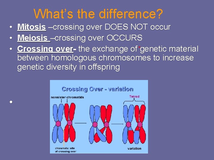 What’s the difference? • Mitosis –crossing over DOES NOT occur • Meiosis –crossing over