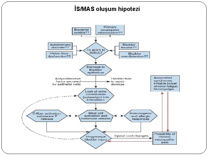 İS/MAS oluşum hipotezi 