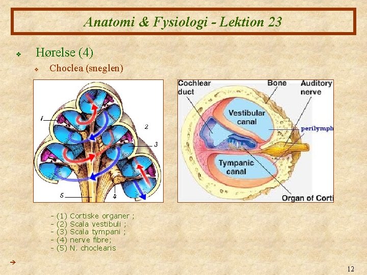 Anatomi & Fysiologi - Lektion 23 v Hørelse (4) v Choclea (sneglen) (1) (2) Anatomi & Fysiologi - Lektion 23 v Hørelse (4) v Choclea (sneglen) (1) (2)