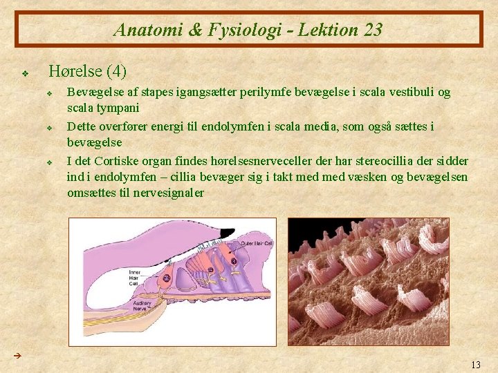 Anatomi & Fysiologi - Lektion 23 v Hørelse (4) v v v Bevægelse af