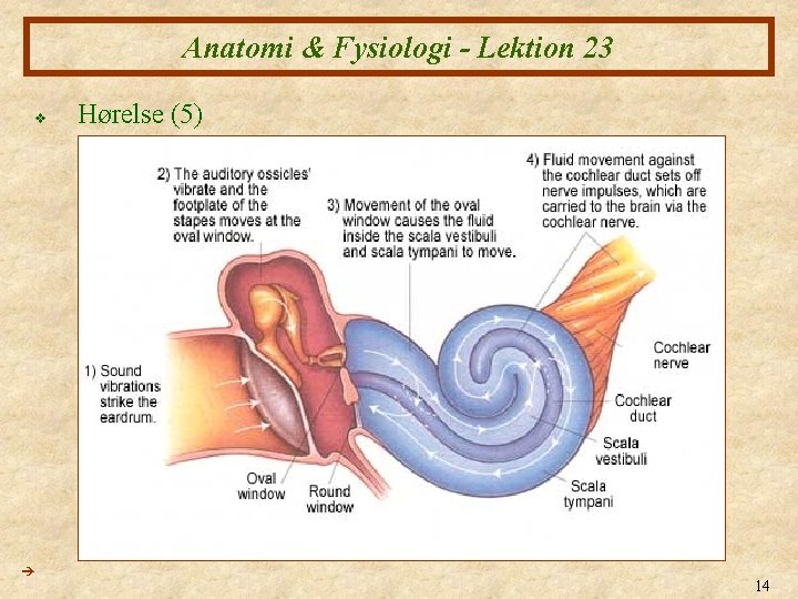 Anatomi & Fysiologi - Lektion 23 v Hørelse (5) 14 