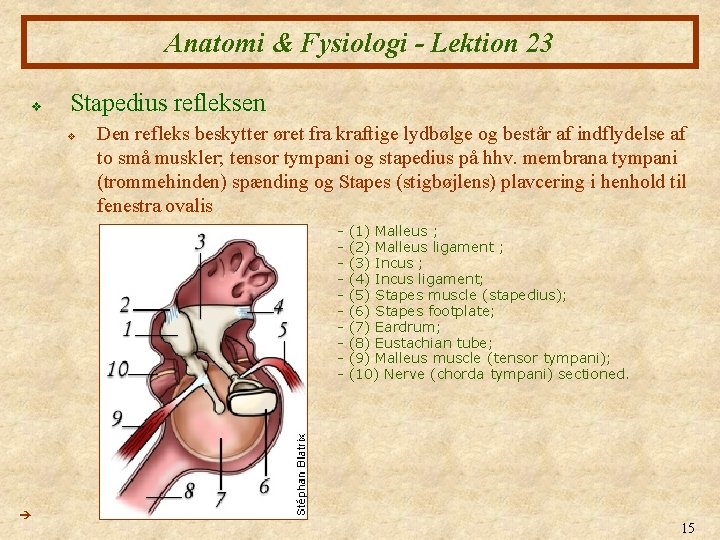 Anatomi & Fysiologi - Lektion 23 v Stapedius refleksen v Den refleks beskytter øret