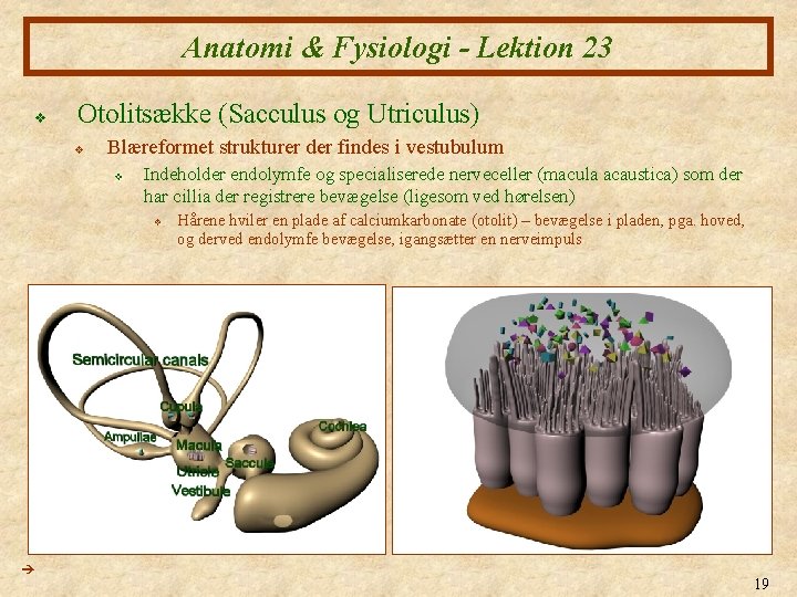 Anatomi & Fysiologi - Lektion 23 v Otolitsække (Sacculus og Utriculus) v Blæreformet strukturer