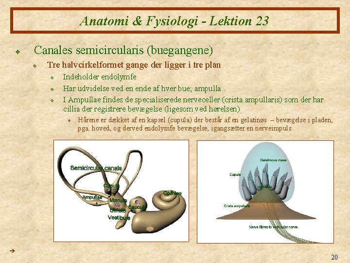 Anatomi & Fysiologi - Lektion 23 v Canales semicircularis (buegangene) v Tre halvcirkelformet gange