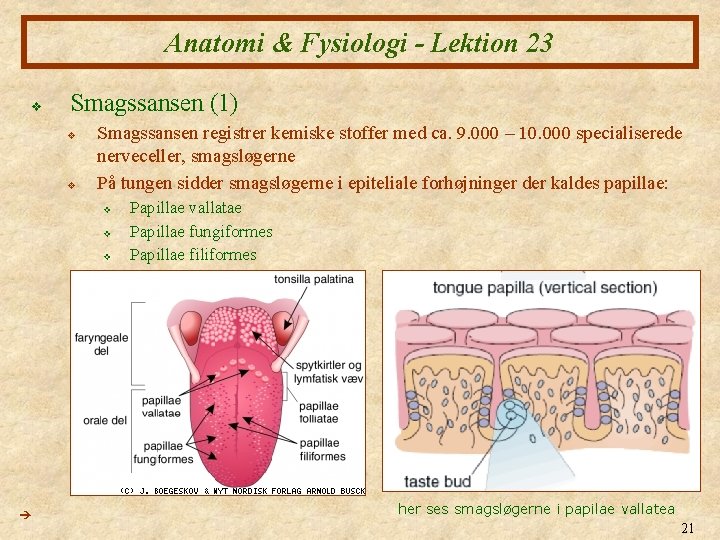 Anatomi & Fysiologi - Lektion 23 v Smagssansen (1) v v Smagssansen registrer kemiske