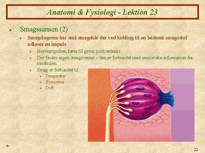 Anatomi & Fysiologi - Lektion 23 v Smagssansen (2) v Smagsløgerne har små smagshår