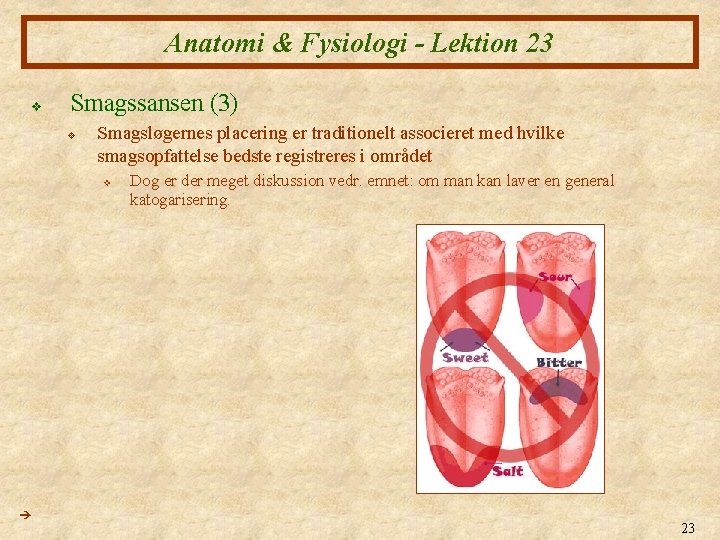 Anatomi & Fysiologi - Lektion 23 v Smagssansen (3) v Smagsløgernes placering er traditionelt Anatomi & Fysiologi - Lektion 23 v Smagssansen (3) v Smagsløgernes placering er traditionelt