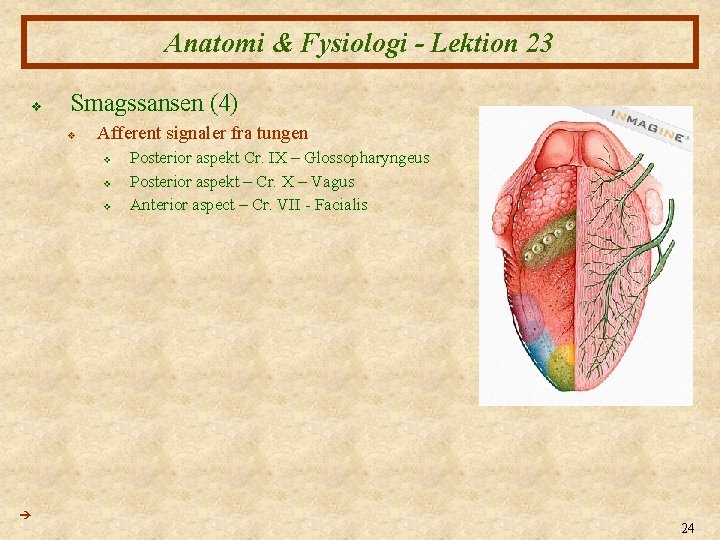 Anatomi & Fysiologi - Lektion 23 v Smagssansen (4) v Afferent signaler fra tungen