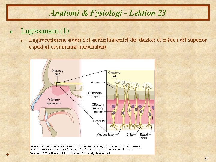 Anatomi & Fysiologi - Lektion 23 v Lugtesansen (1) v Lugtreceptorene sidder i et