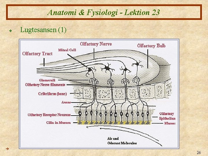Anatomi & Fysiologi - Lektion 23 v Lugtesansen (1) 26 