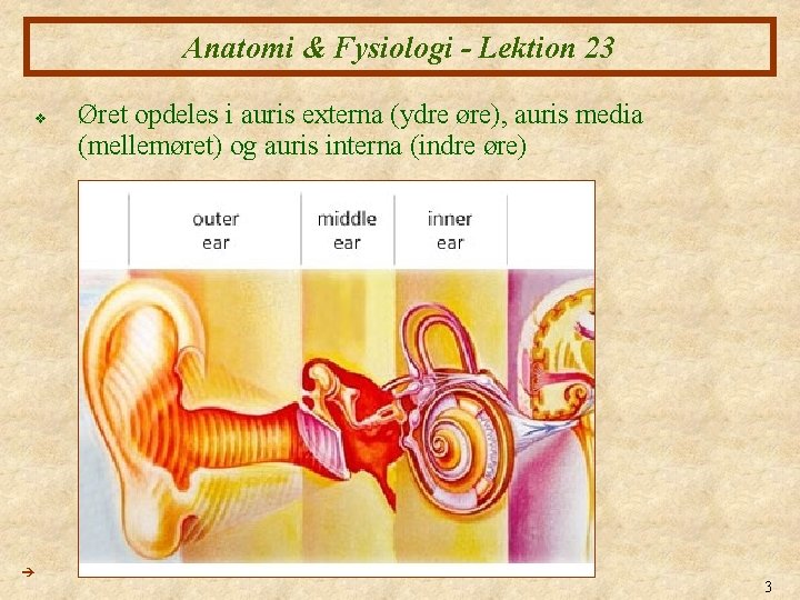 Anatomi & Fysiologi - Lektion 23 v Øret opdeles i auris externa (ydre øre), Anatomi & Fysiologi - Lektion 23 v Øret opdeles i auris externa (ydre øre),